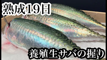 熟成ダル