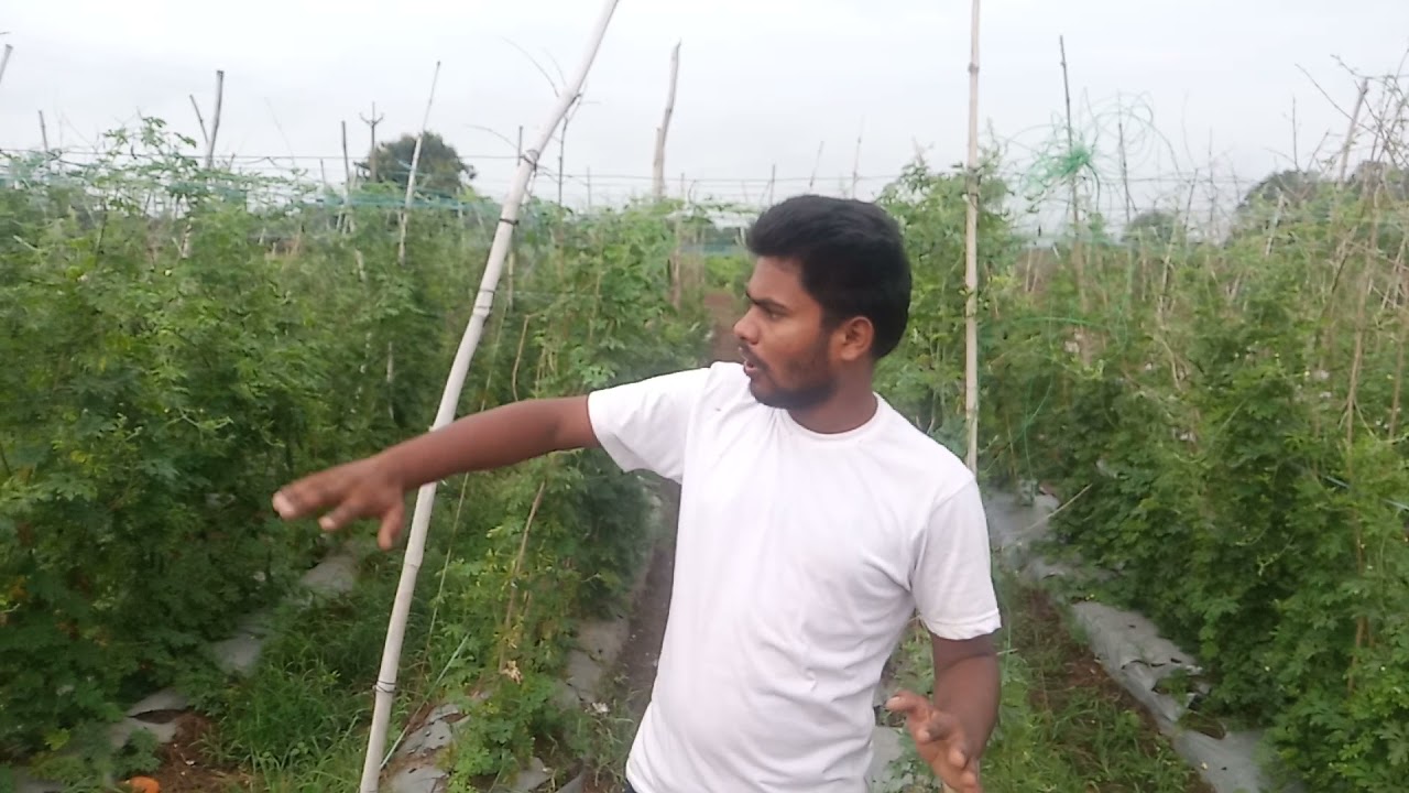 technical kheti India kheti drip Pranali mulching solarpanel mini tractor Marigold kheti mulching