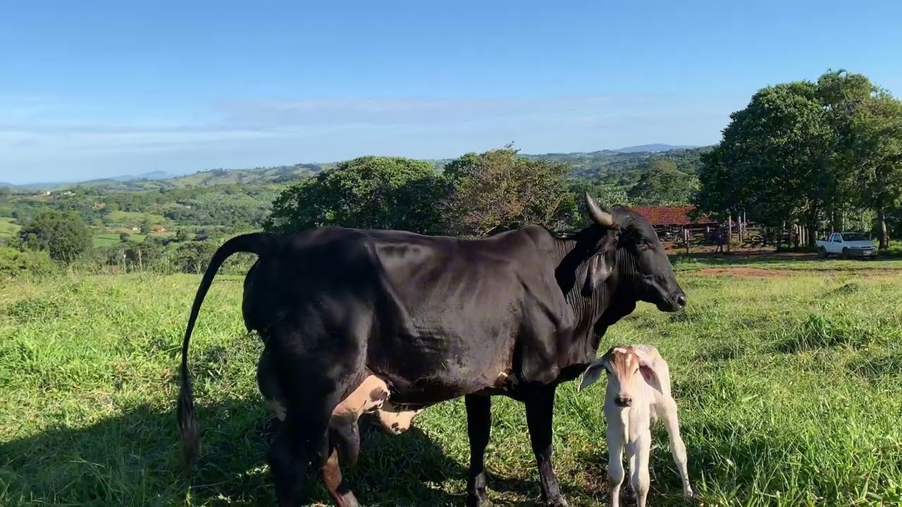 Novilha Fantasia pariu! Muito nervosa e ciumenta