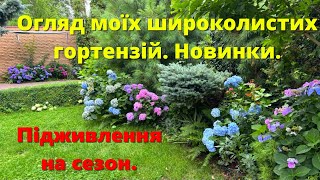 Огляд моїх широколистих гортензій . Новинки. Догляд за гортензіями протягом  сезону .