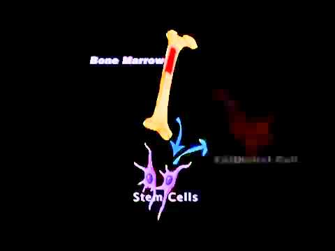 AFA ( Aphanizomenon Flos-Aquae) \u0026 Stem Cell Nutrition