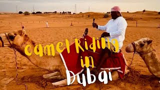 Camel riding in Dubai. Is it worth it ?