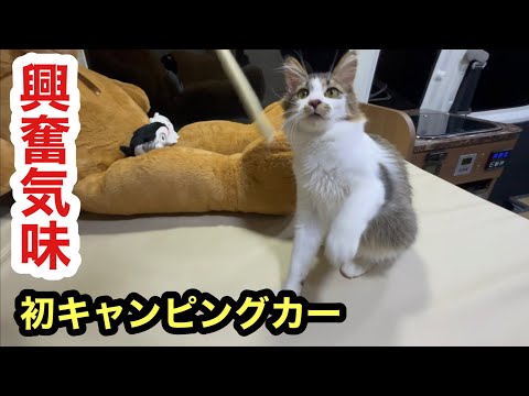 初めてのキャンピングカーでも野獣のごとく興奮して遊べる子猫レオ