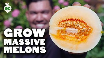 Here’s How I Finally Got Melons Right