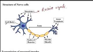USMLE ACE Video 194: Basic Physiology of the Nervous System