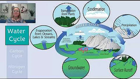 Cycles of Matter (Water, Carbon, and Nitrogen Cycles)