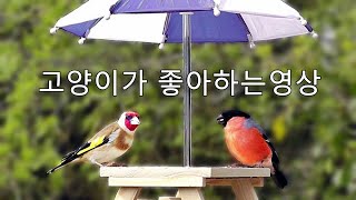 고양이가 좋아하는영상 🐱 고양이 예능 🐦 새 재미