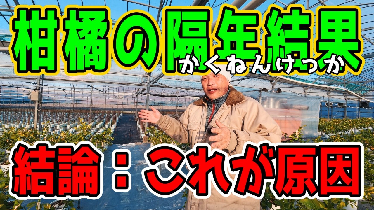 【衝撃】柑橘がサボる！？隔年結果の真犯人 Citrus On-Off Mystery!