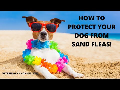 How To Protect Your Dog From Sand Fleas ? | How To Treat Sand Flea Bites In Dogs | Beach Flea Bites