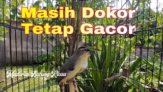 Burung Prenjak Daun Lombok gacor Full Isian Cocok Untuk Pancingan Dan Masteran Burung Kecil