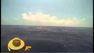Catchstat Offshore World Championship Team 14 - World Cup Blue Marlin Championship Fish