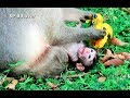 Help Me Give Idea | Why Newborn Monkey Cry | SP BBlover | Do You Think Baby Weak