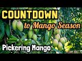 Countdown to mango season 2024  pickering mango