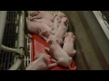 MU Swine Teaching Facility, Farrowing