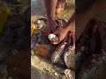 Giant Octopus Caught on Beach 🐙 | Amazing Sea Hunting Adventure