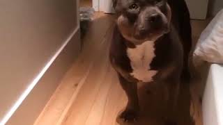 Amazing Pitbull Answering to his Master's Questions