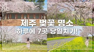 (ENG) 🌸 Ep.1) 제주 도착하자마자 벚꽃투어 시작! 하루 만에 제주도 벚꽃 명소 7군데 돌아보기 | 삼성혈, 신산공원, 사라봉, 녹산로 Vlog | 가욤 브이로그