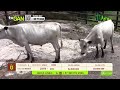 🔴 Remates Ganaderos TVGAN en Vivo | Subastas de Ganado 🐄🐂 12/09/2025 - TvAgro por Juan Gonzalo Angel