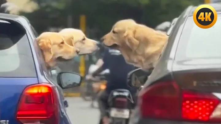 FUNNIEST Pets of 2025...So Far 😂 | BEST Animal Videos thumbnail