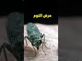 ذبابة التسى تسى الحشرة المميتة