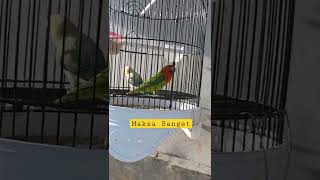 Lovebird ini 😆 maksa banget gaess
