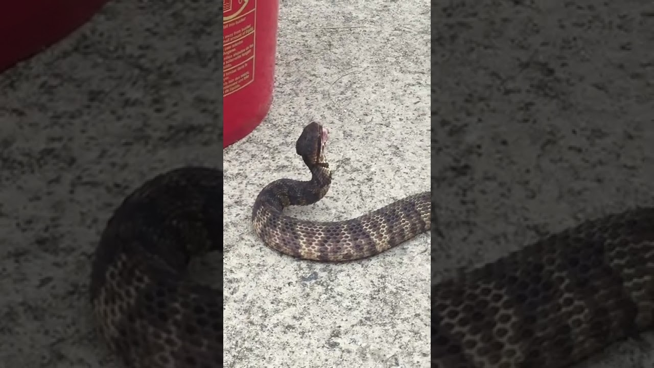 Cottonmouths 😱 - YouTube