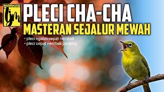 🔴 LIVE Masteran Pleci Juara Nasional CHA-CHA juara NASIONAL !