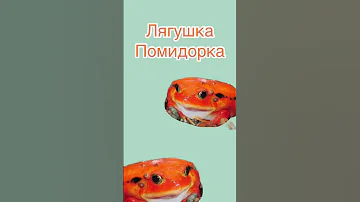 Амфибии￼💚(Красноглазая квакша, древолаз, лягушка помидорка, рогатка) ￼ КОГО  ВЫБРАТЬ?