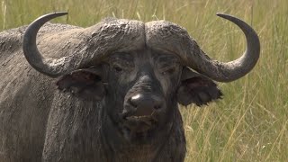 Ep. 15: 'Great Wildebeest Migration' highlights from live broadcast