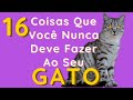 😻16 Coisas Que Você Nunca Deve Fazer Ao Seu  Gato