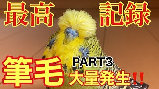 [Parakeet] New record high⁉ Lots of pin feathers generated!! Telop with English subtitles PART3