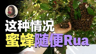 【超个体之蜜蜂02】我以为蜂王产卵叫繁殖 结果不是!?分蜂和工蜂的小心思