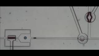 Droplet Merging in a FIFO Trap Array
