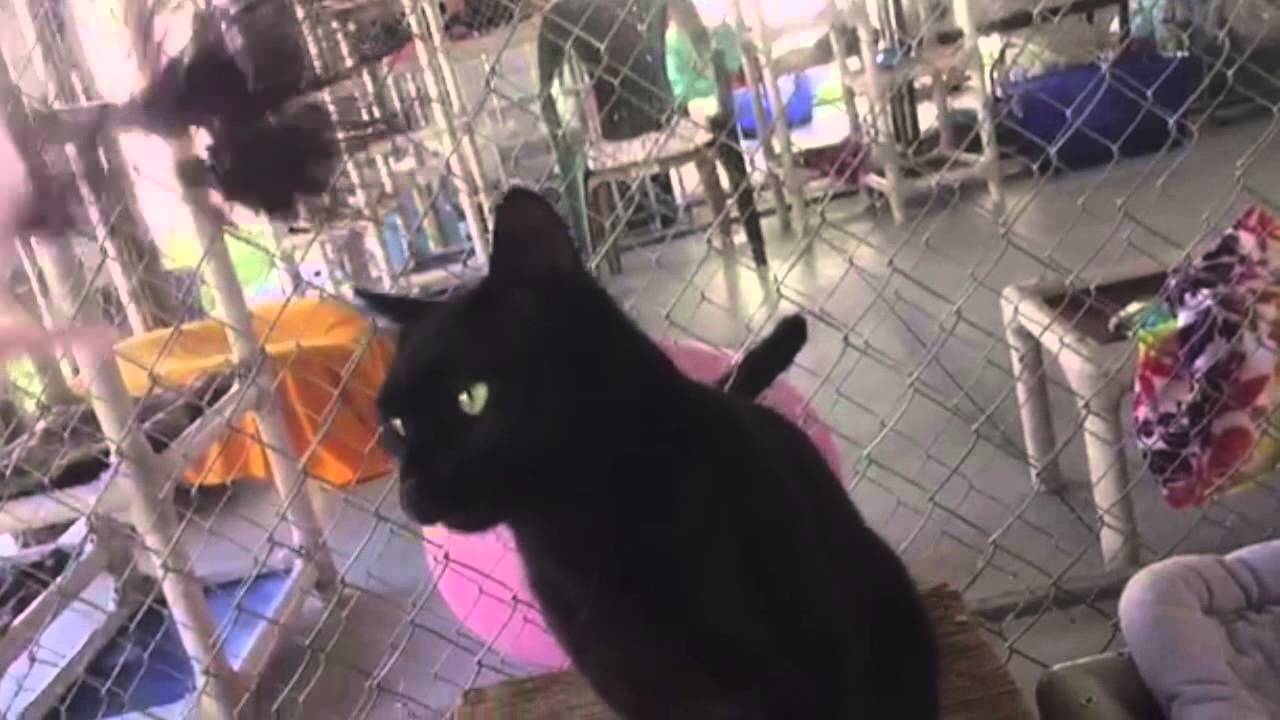 special needs animals for adoption near me Happy Halloween from Midnight