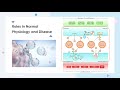 Exosomes Biogenesis & Therapeutics - Creative Biolabs