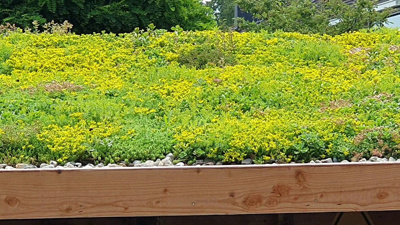 Sedum roof dak full of life, groendak insecten