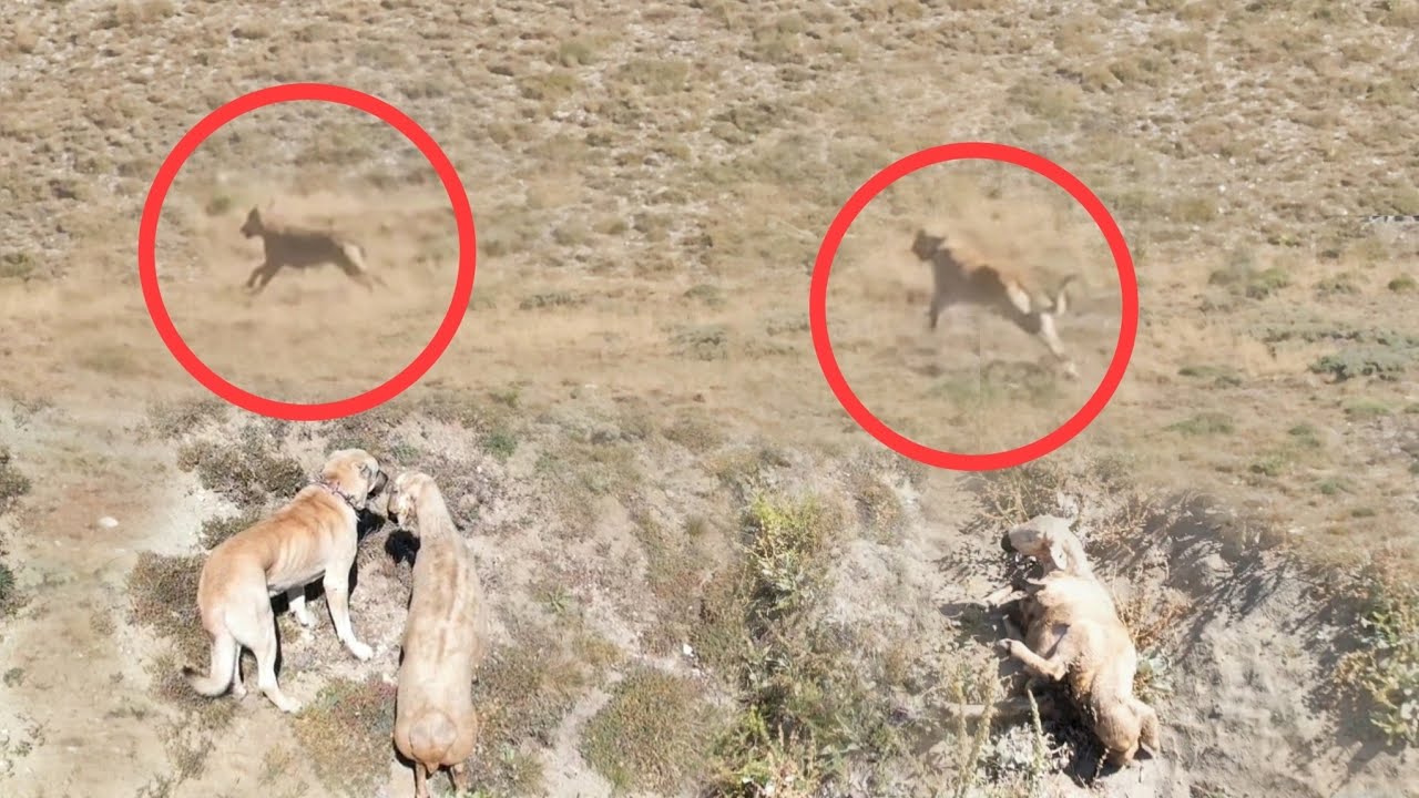 ВОЛК ОХОТЯТСЯ НА ОВЦЫ. КАНГАЛ ПОДБЕЖАЛ И СПАС ОВЦЫ. НАПАДЕНИЕ ВОЛКА