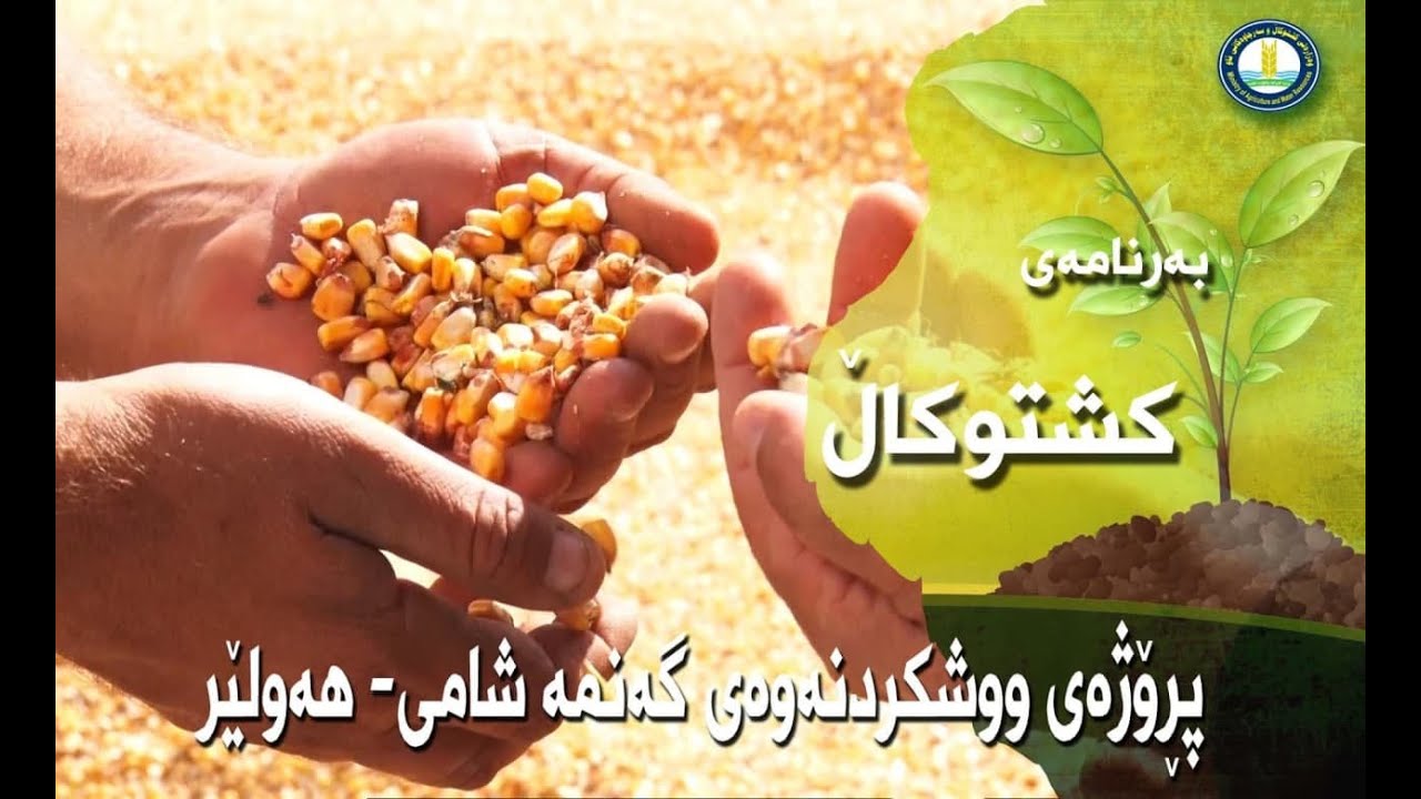 پڕۆژەی ووشکردنەوەی گەنمە شامی