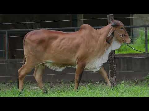 Lote 37 - RBBG1384