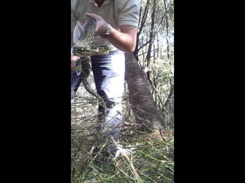 Released python posing for the camera