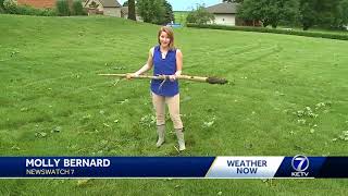 Morning storm knocks down trees, power lines in Walnut, Iowa