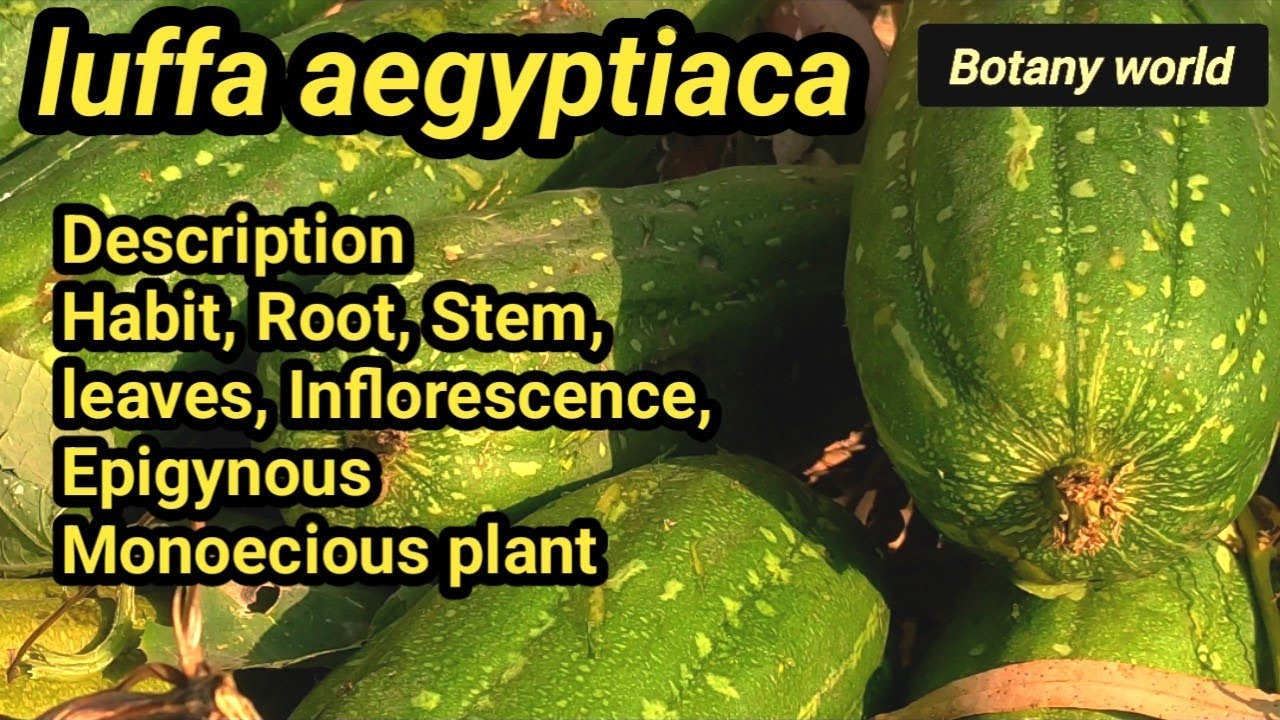 Luffa aegyptiaca // Description // Epigynous // Monoecious 