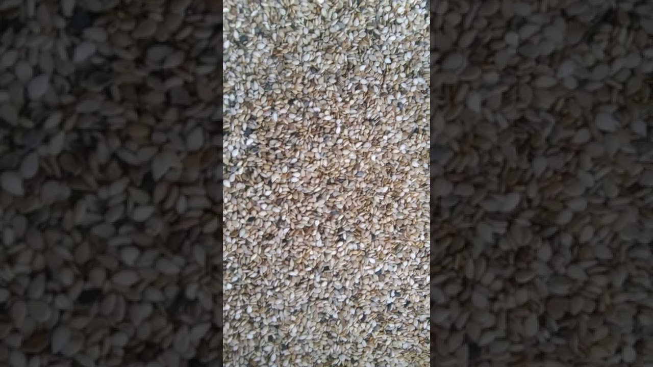 voici les graines de sésame