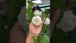 สาวน้อยจากญี่ปุ่นก็มา #treeno9 #กุหลาบ #rose