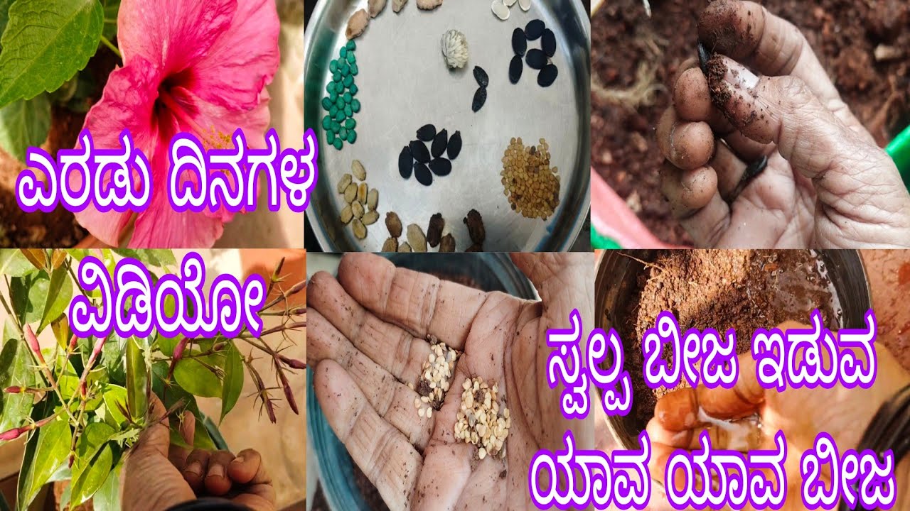 #ಈದಿನ_ಯಾವ_ಯಾವ_ಬೀಜ_ಇಡುತ್ತಿದ್ದೆನೆ?//