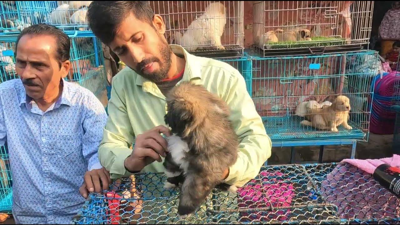 gallif-street-biggest-pet-shop-in-kolkata-youtube