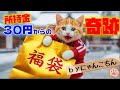 所持金30円の猫が、高級福袋を手に入れるためにとった「まさかの行動」とは？【にゃんこちん】