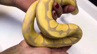 Female Candy poss het Pied, on Morphmarket 31/08/2023 https://www.morphmarket.com/stores/dj-pythons/