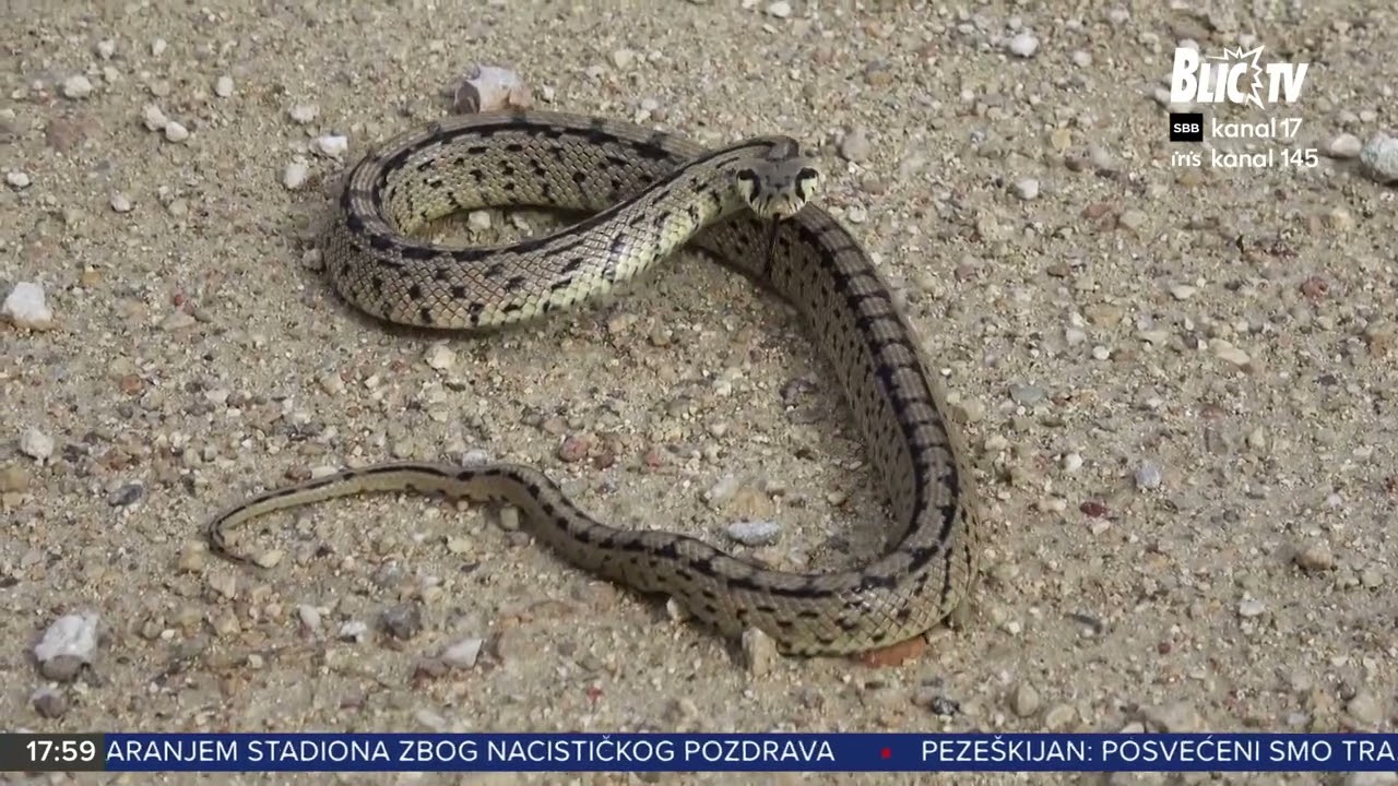 ZMIJE SE PROBUDILE RANIJE: Evo gde se širom Srbije pojavljuju - izlaze čak i na ulice