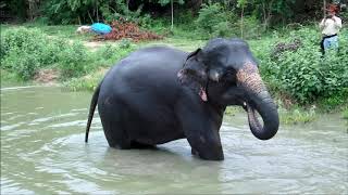 Elephant playing in the water กินเยอะไปหน่อย...